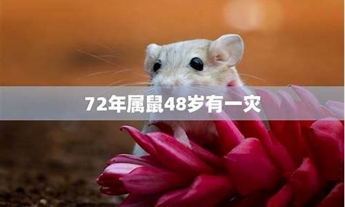 72年属鼠人50岁后命运如何_72年属鼠50岁有一灾吗